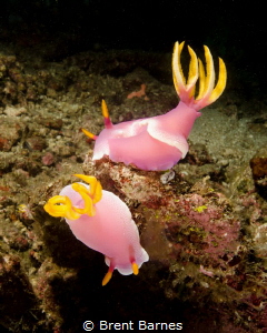 A pair of nudibranch at Lembeh Strait by Brent Barnes 